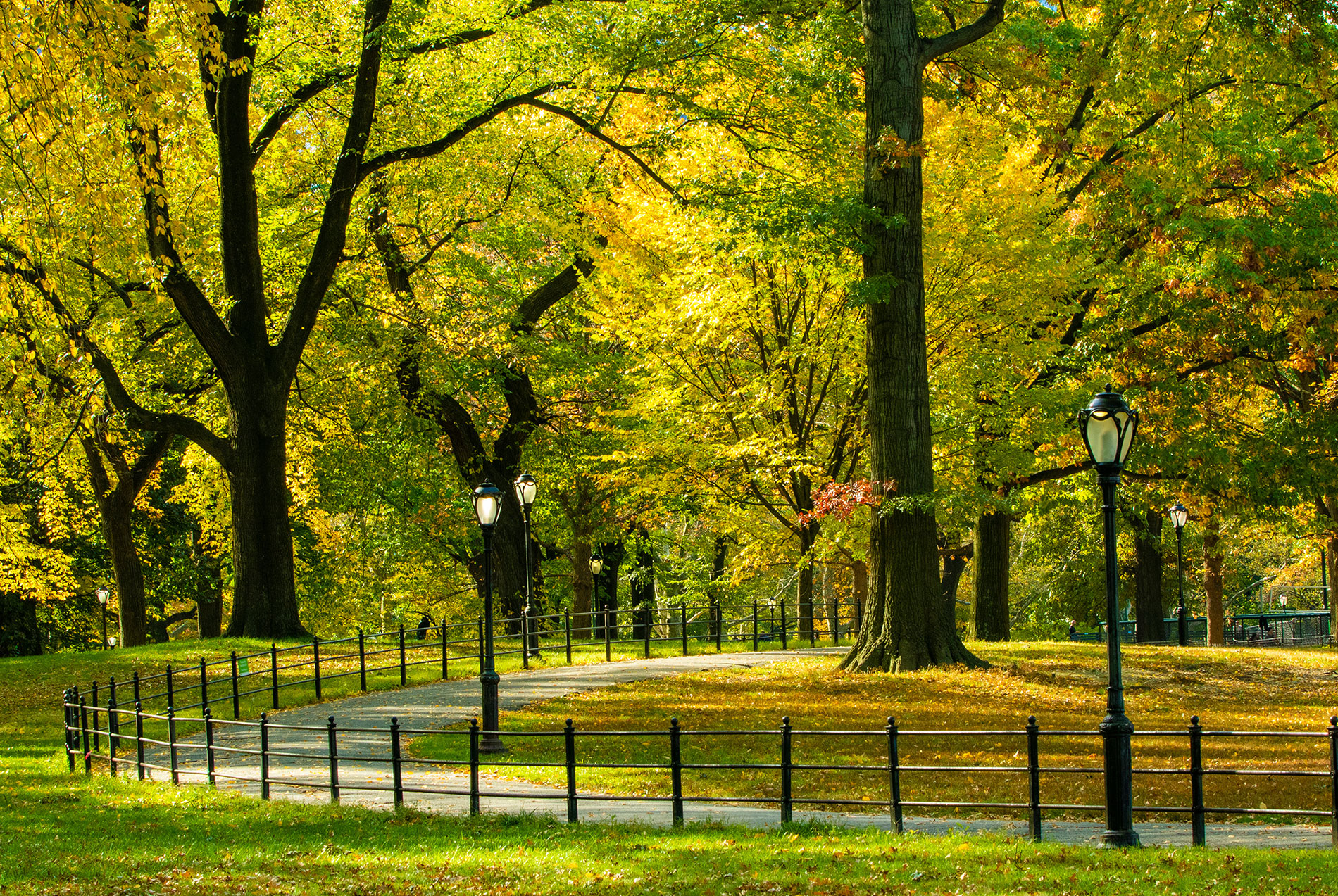 ENT New York | Thyroid  Parathyroid, Nasal And Sinus Surgery and Neck Masses