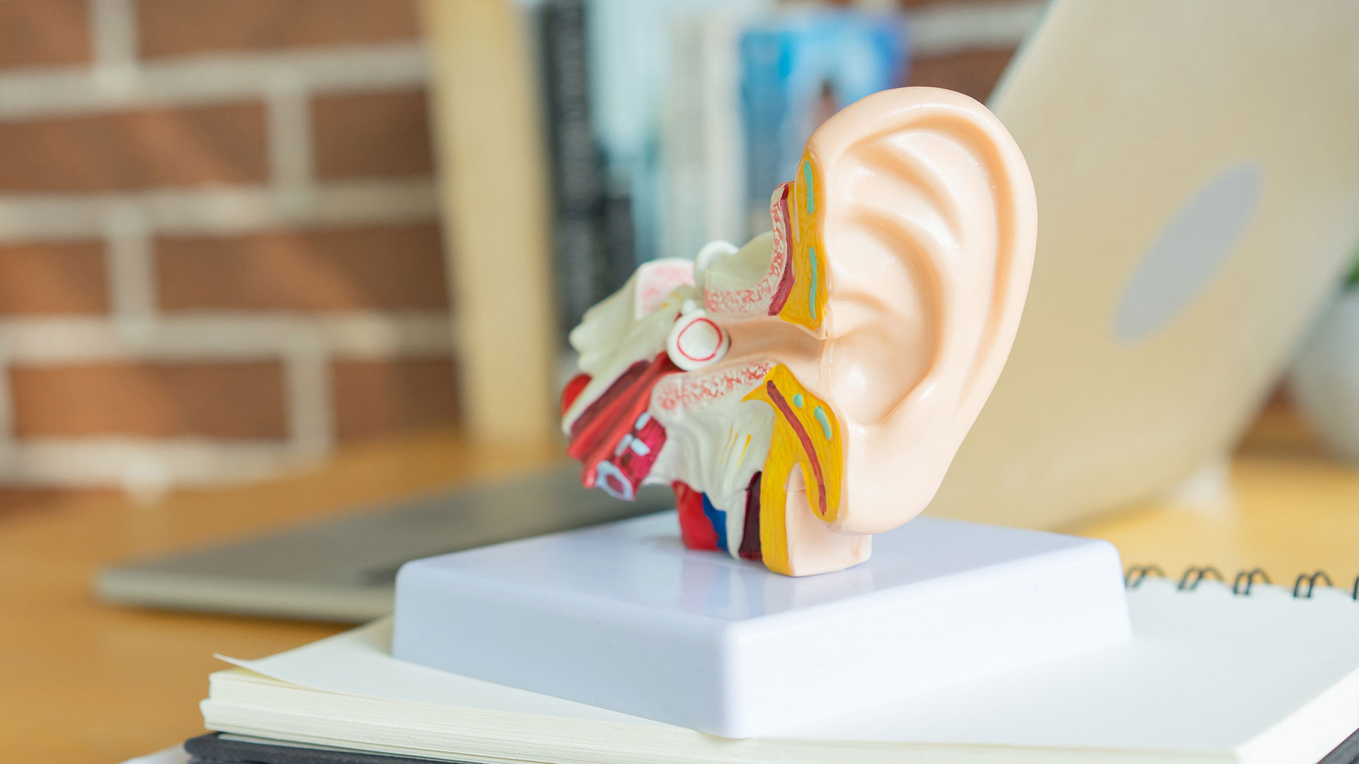 ENT New York | Neck Masses, Ear Infection and Allergy Consultation